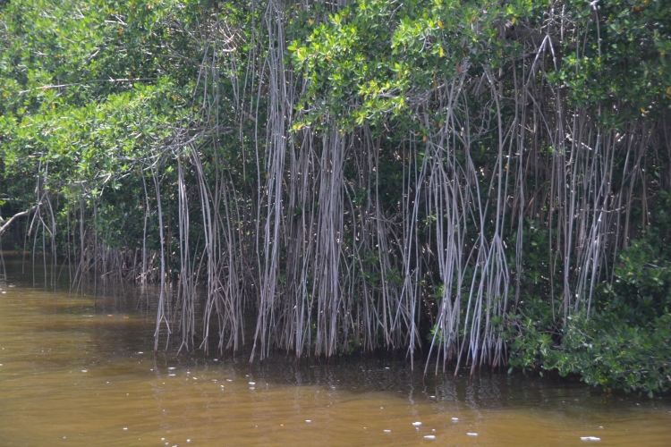ride through the Everglades